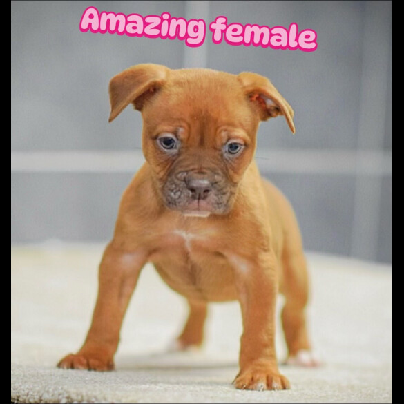 English Bulldog - Both