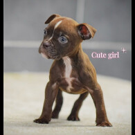 English Bulldog - Both