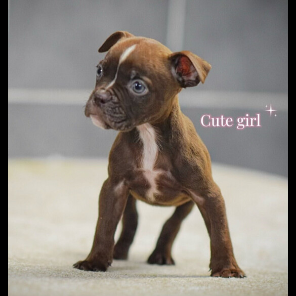 English Bulldog - Both