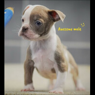 English Bulldog - Both