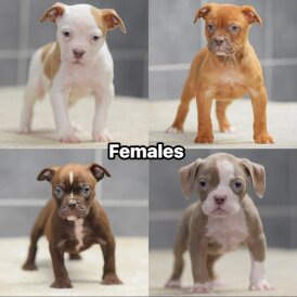 English Bulldog - Both