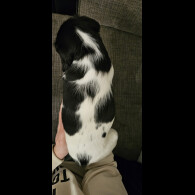 English Springer Spaniel