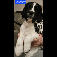 English Springer Spaniel