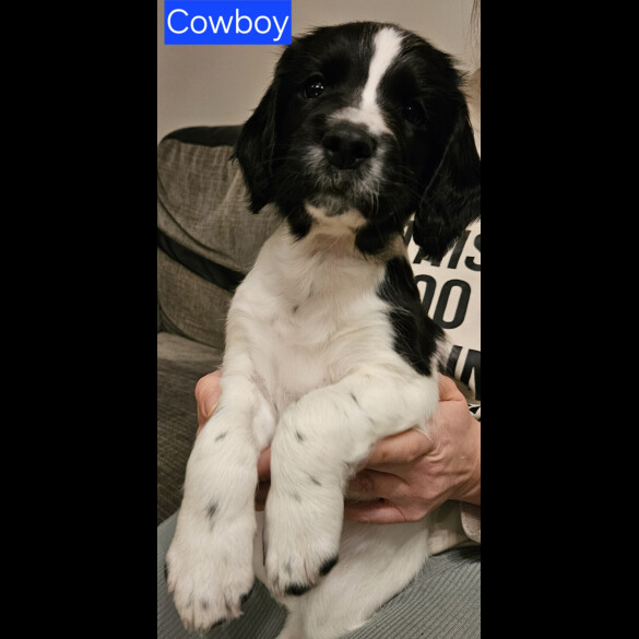 English Springer Spaniel