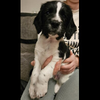 English Springer Spaniel