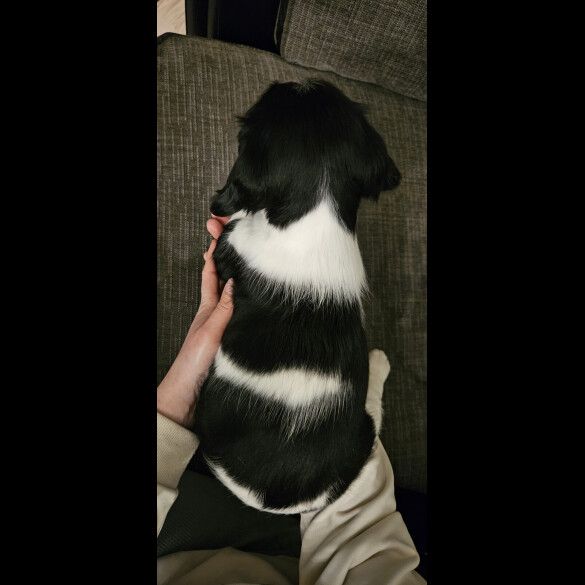 English Springer Spaniel