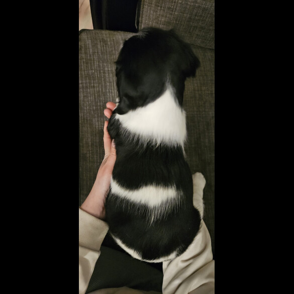 English Springer Spaniel