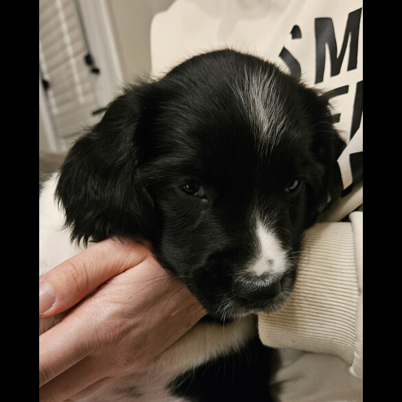 English Springer Spaniel