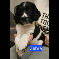 English Springer Spaniel