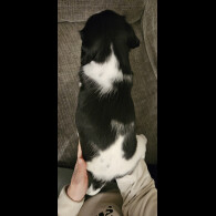 English Springer Spaniel