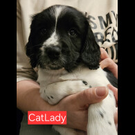 English Springer Spaniel