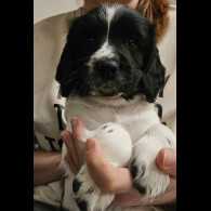 English Springer Spaniel