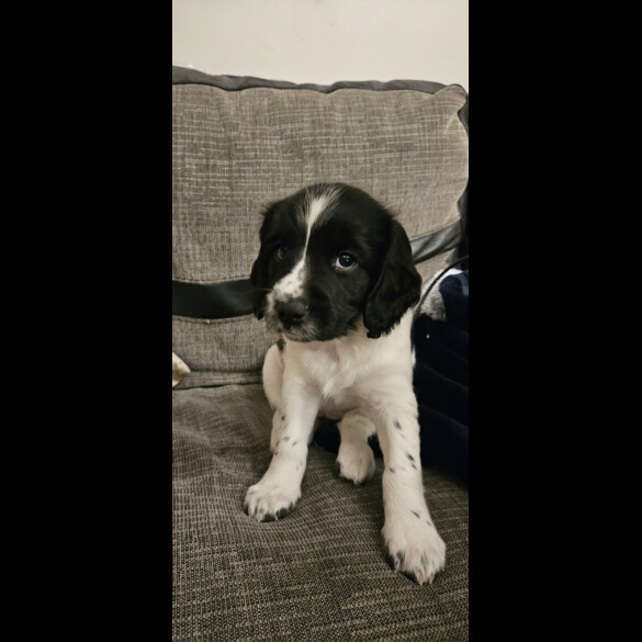 English Springer Spaniel