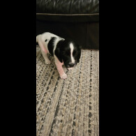 English Springer Spaniel