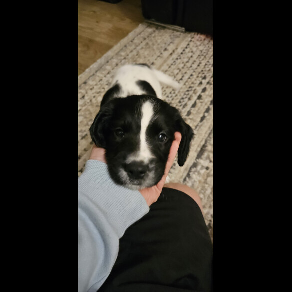 English Springer Spaniel