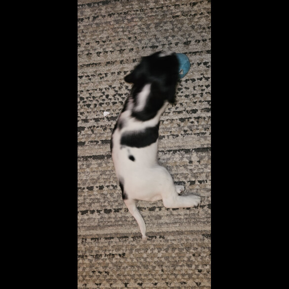 English Springer Spaniel