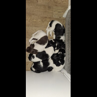 English Springer Spaniel