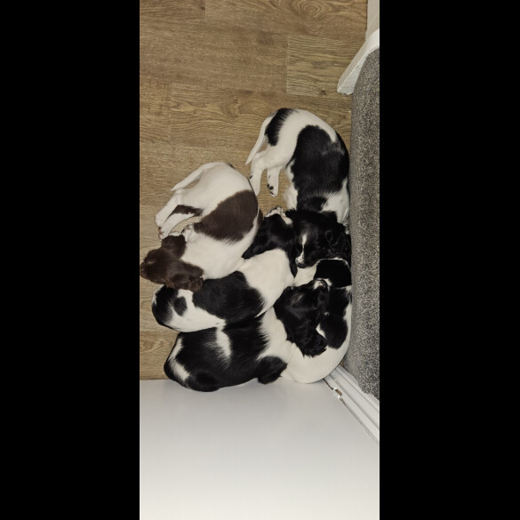 English Springer Spaniel