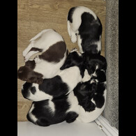 English Springer Spaniel