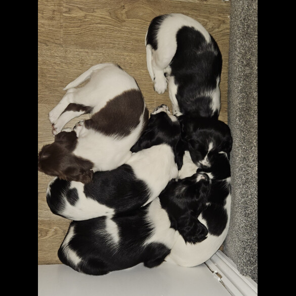 English Springer Spaniel