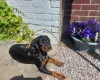 Cocker Spaniel (Working)