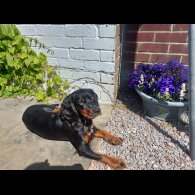 Cocker Spaniel (Working)