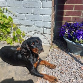 Cocker Spaniel (Working)