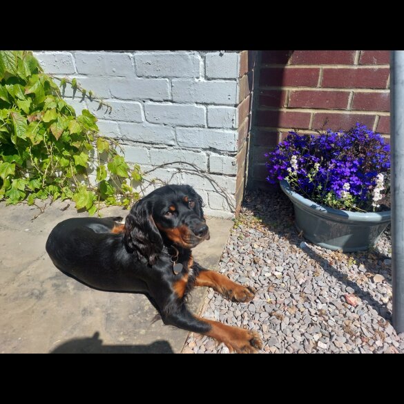 Cocker Spaniel (Working)