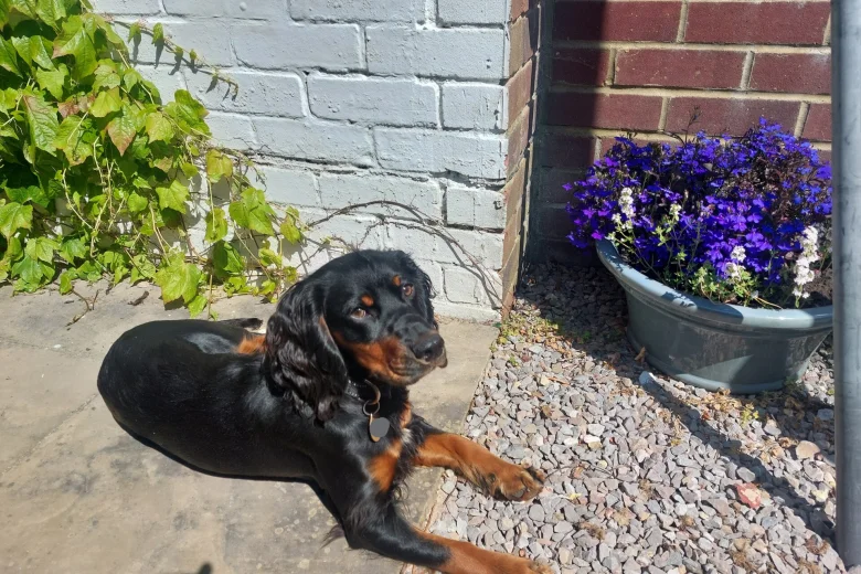 Cocker Spaniel (Working)