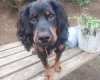 Cocker Spaniel (Working)
