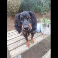 Cocker Spaniel (Working)