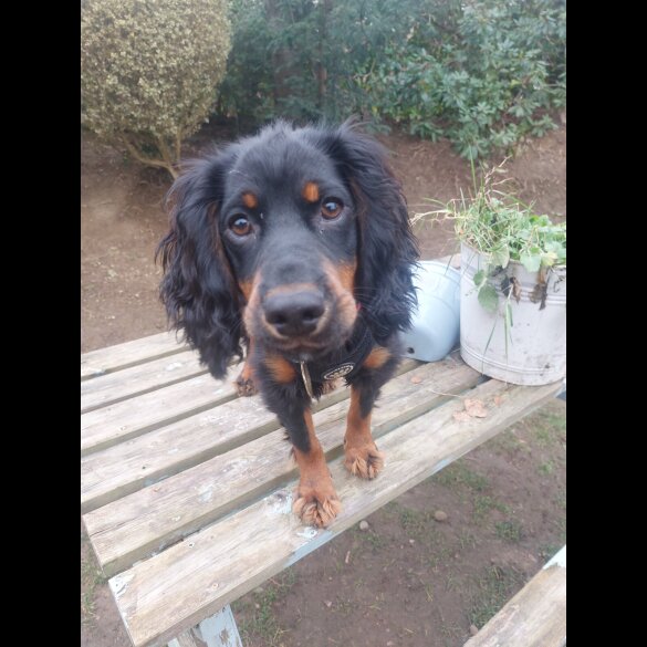 Cocker Spaniel (Working)