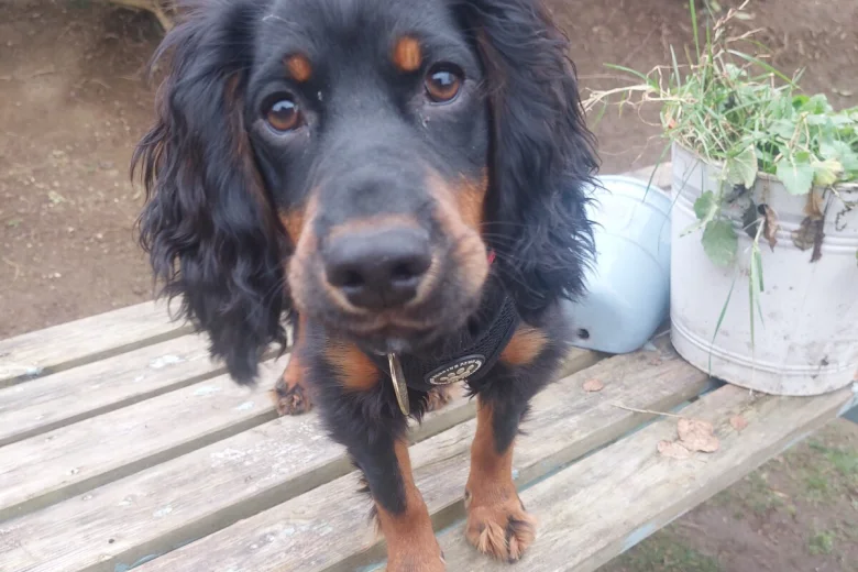 Cocker Spaniel (Working)