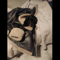 Cocker Spaniel (Working)