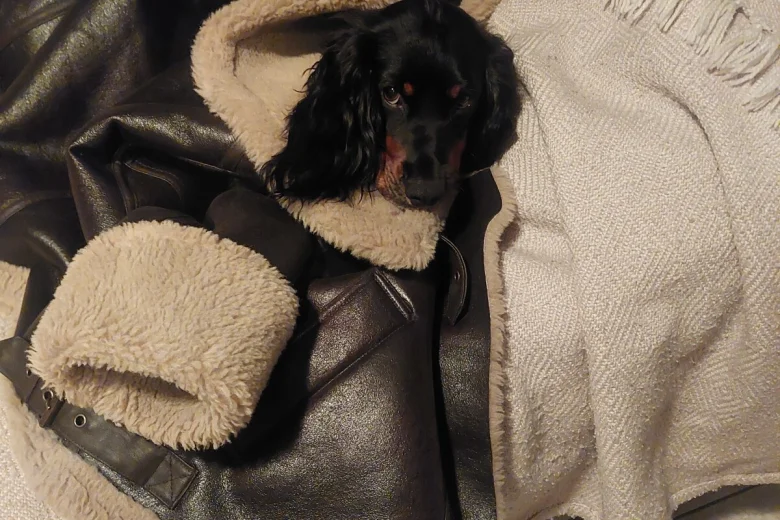 Cocker Spaniel (Working)