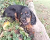 Cocker Spaniel (Working)