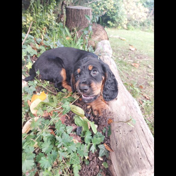 Cocker Spaniel (Working)