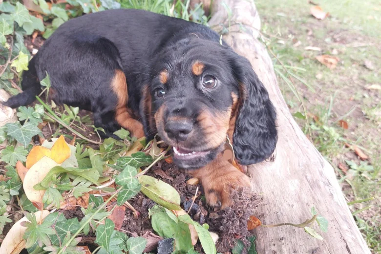 Cocker Spaniel (Working)