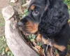 Cocker Spaniel (Working)
