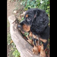 Cocker Spaniel (Working)