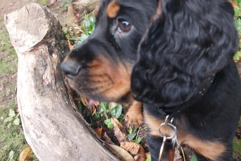 Cocker Spaniel (Working)