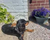 Cocker Spaniel (Working)