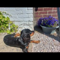 Cocker Spaniel (Working)