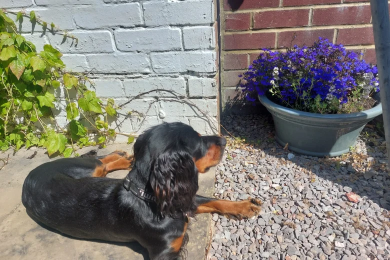 Cocker Spaniel (Working)