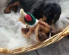 Cocker Spaniel (Working)