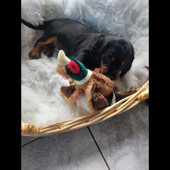 Cocker Spaniel (Working)