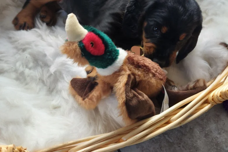 Cocker Spaniel (Working)