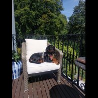 Cocker Spaniel (Working)