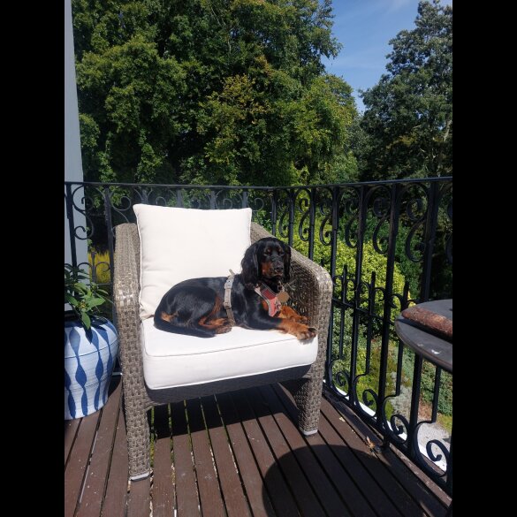 Cocker Spaniel (Working)