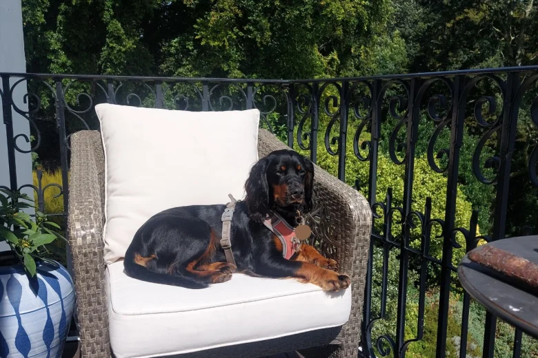 Cocker Spaniel (Working)